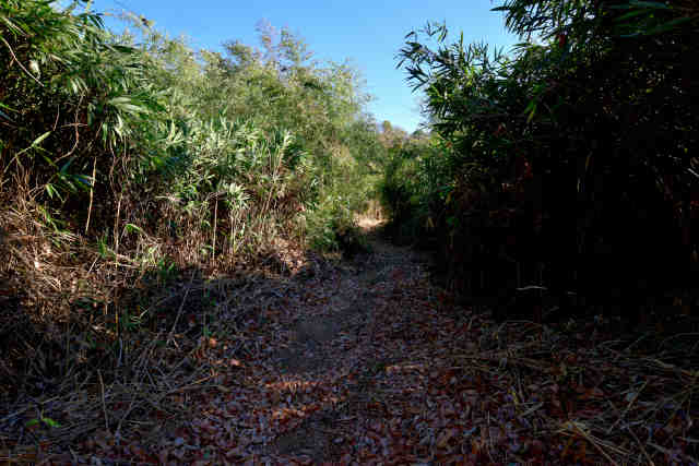 �H���[���o�R��