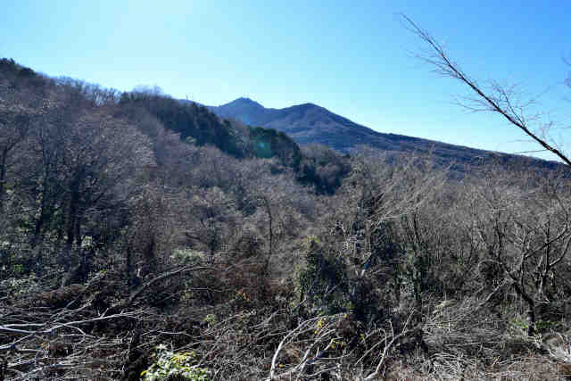 �H���[�����̑�}�g�R