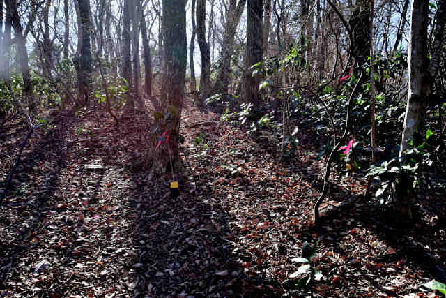 �H���[���O�{����O