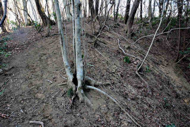 �H���[���o�R���R