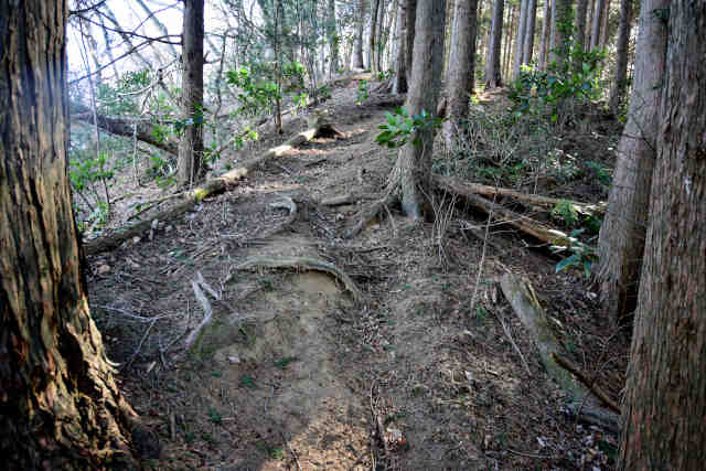 �H���[���ؗ�