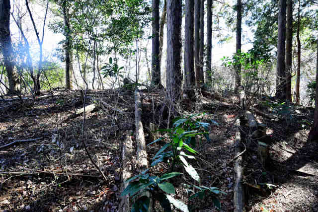 �H���[��463�s�[�N