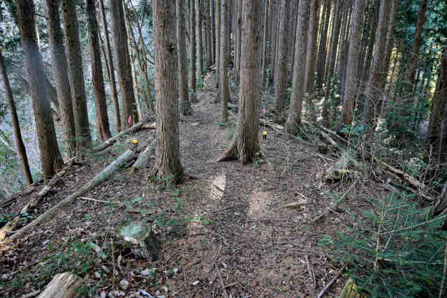 �H���[���ؗ�