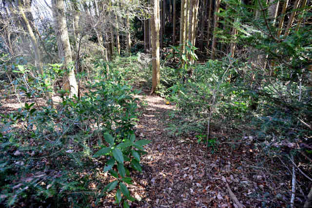 �H���[�����R��