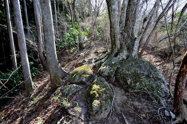 �H���[���n�̔w��