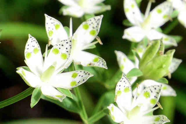 アケボノソウアップ