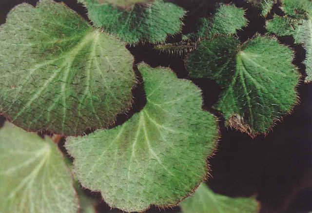 ホシザキユキノシタの葉