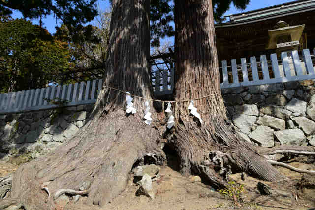 夫婦杉