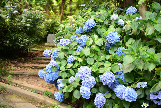 萬葉公園紫陽花