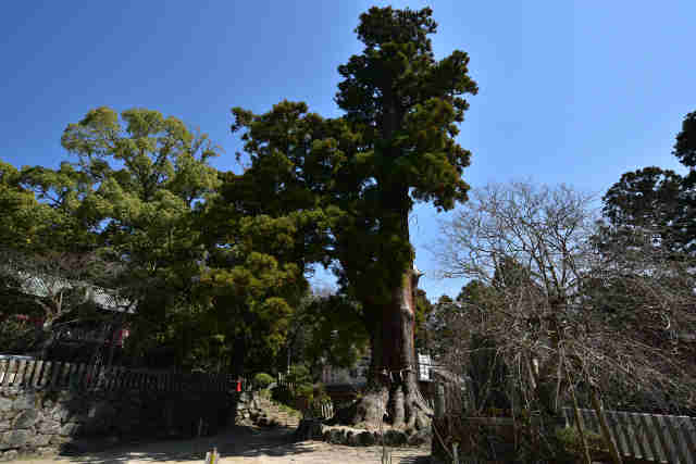 大杉