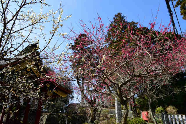 筑波山神社梅
