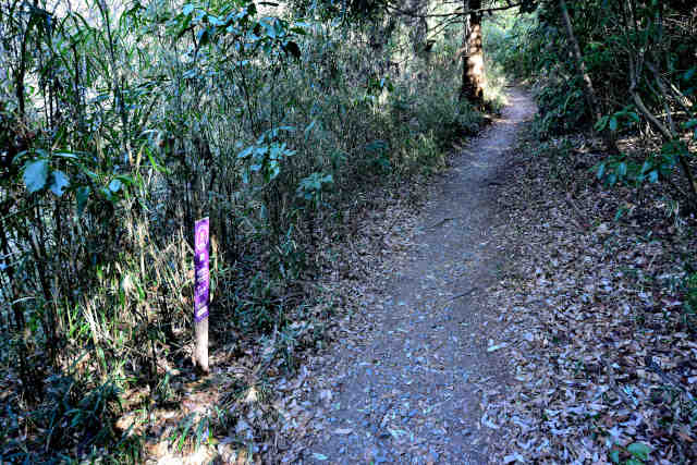 �򉤉@�R�[�X�T�|�Q�W�O