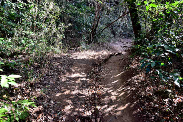 �򉤉@�R�[�X�T�|�R�W��