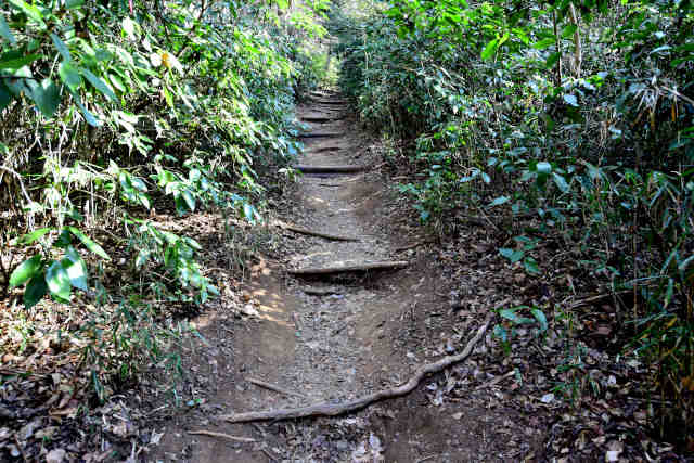 �򉤉@�R�[�X�T�|�S�W