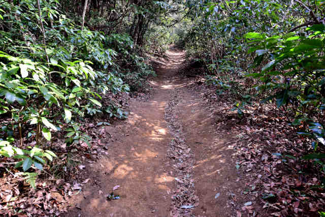 �򉤉@�R�[�X���o�R��