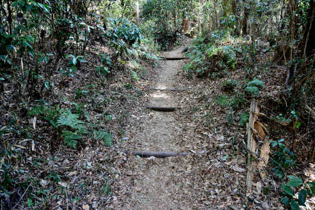 �򉤉@�R�[�X����