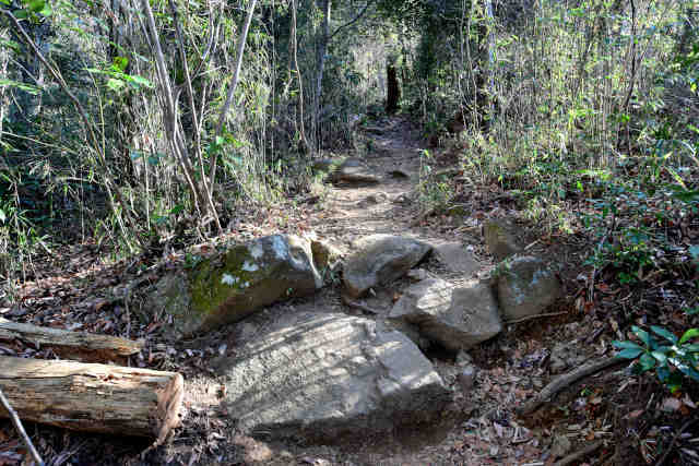 �򉤉@�R�[�X�ѓ��o�R����