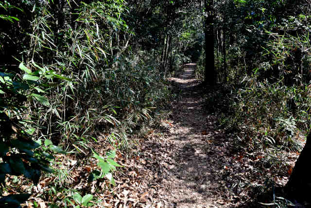 �򉤉@�R�[�X�����o�R��