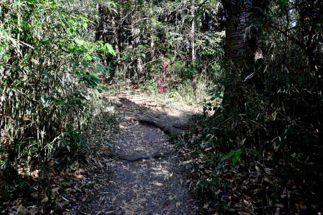 �򉤉@�R�[�X�Ŕ��R����