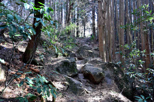 �򉤉@�R�[�X�o�R���O��