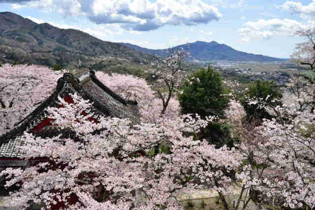 雨引観音桜と筑波山