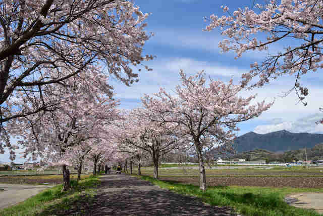 りんりんロードから筑波山北条桜