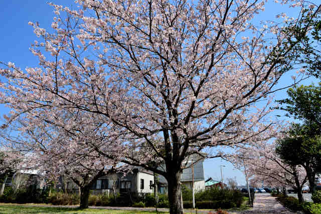 広場桜