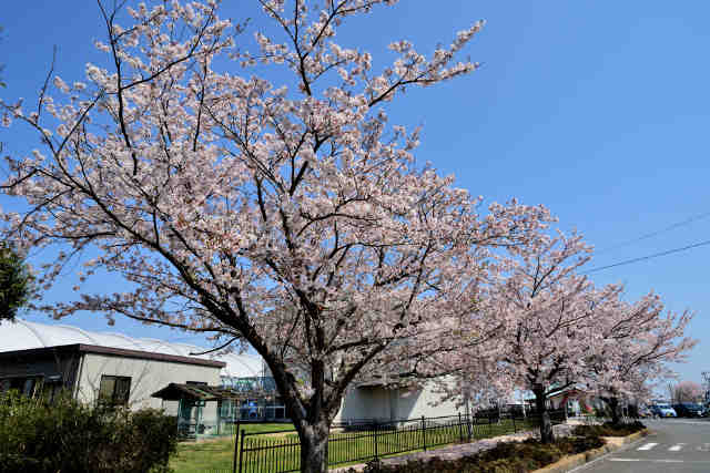 水の科学館桜
