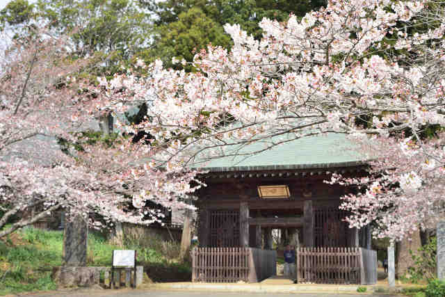 西蓮寺門桜
