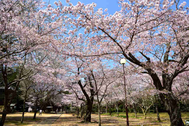 西蓮寺桜