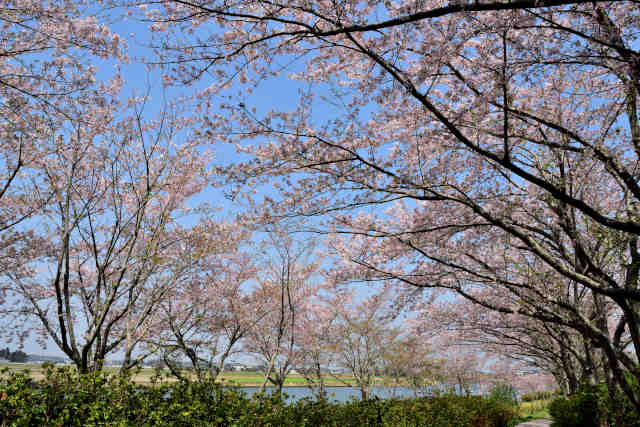 桜道公園桜