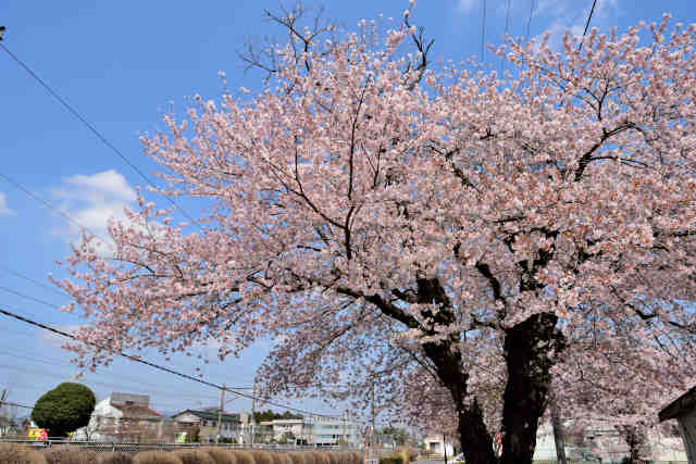 羽鳥駅桜