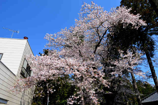 石船神社桜