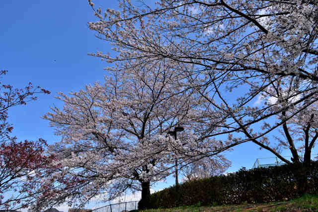 希望ヶ丘公園テニスコート桜