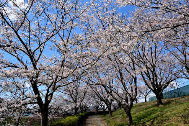 希望ヶ丘公園ヘルスロード桜