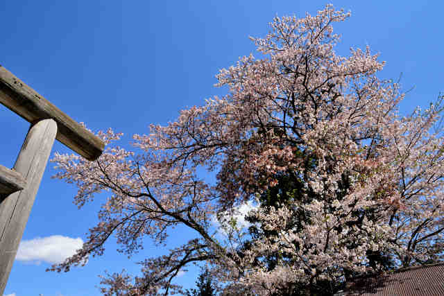 乗越神社桜