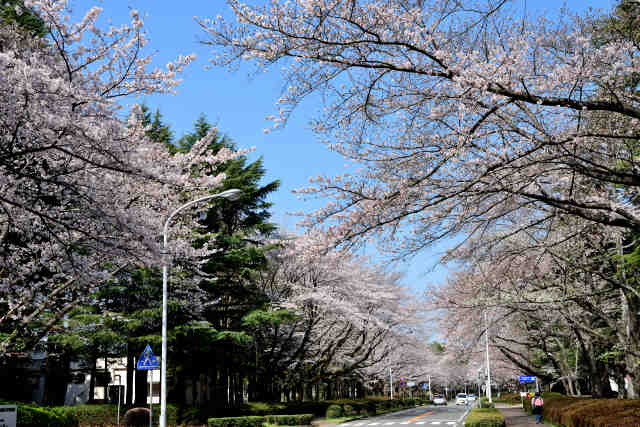 観音台の桜並木