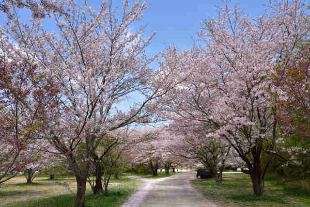 女化神社桜