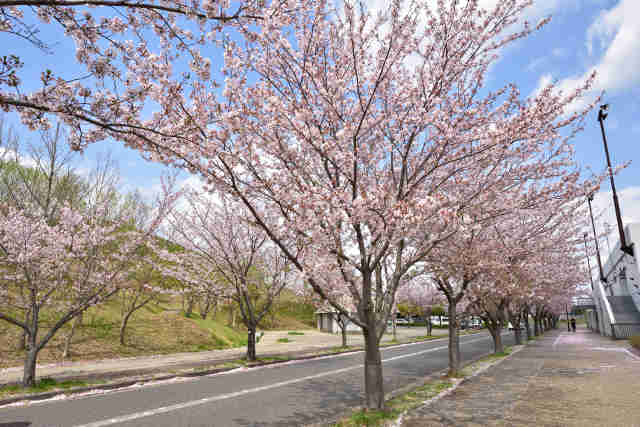 龍ケ岡公園の桜