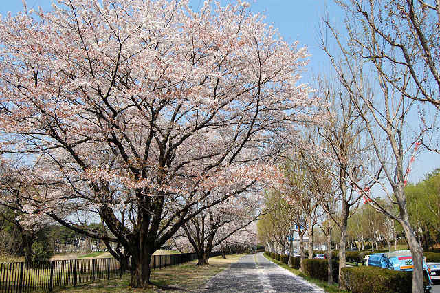 学園東大通り・産総研東側の桜