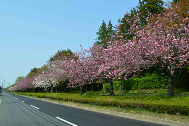 天久保遊歩道の桜