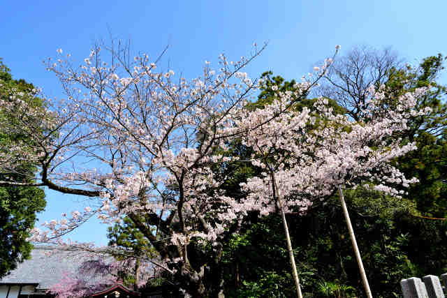 安福寺門桜