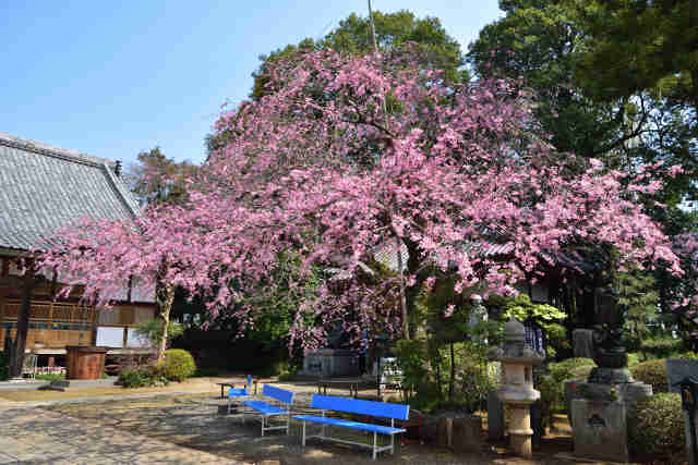 安福寺本堂前桜