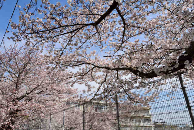 吾妻中学校桜