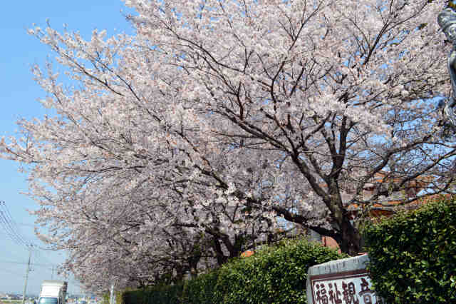 美健荘桜