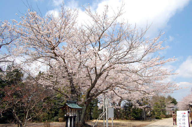 千勝神社桜