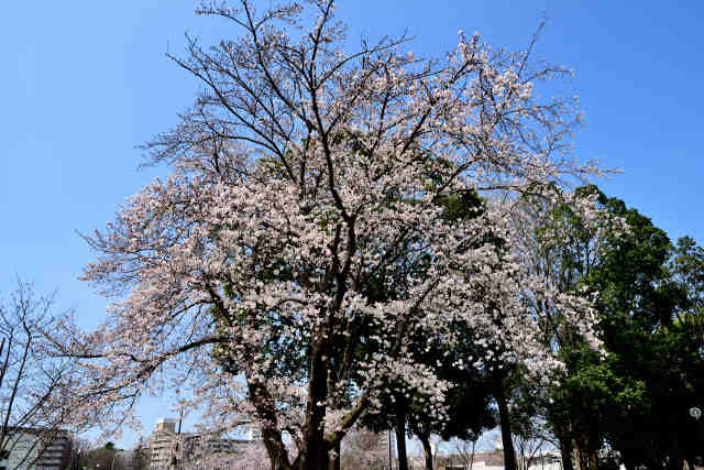 中央公園南西桜