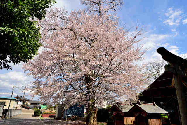 大日塚大山桜