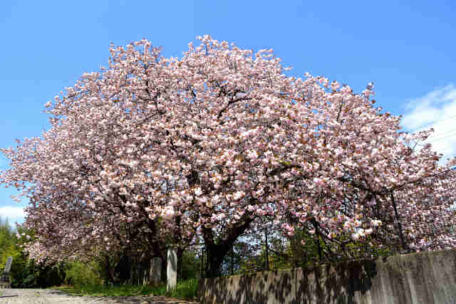 円乗寺桜