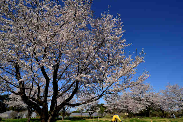 古館遺跡公園桜